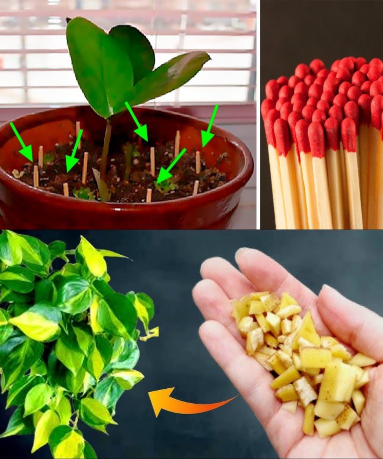 486846714 122224706948177231 3241103921289832893 N