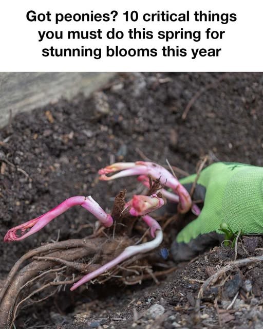 488662651 641448785314361 8918675187374085091 N 11 1 3