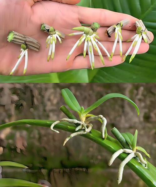 488905237 122153915354571086 2819632074646103888 N