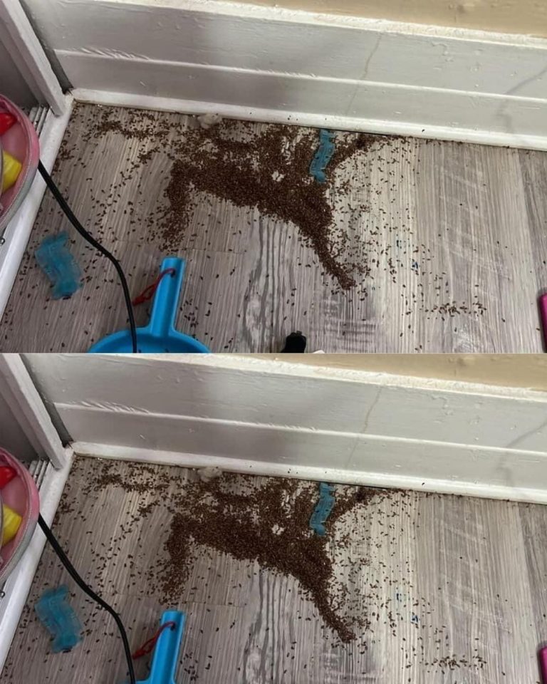 489498346 691838940468078 7437095255896587097 N