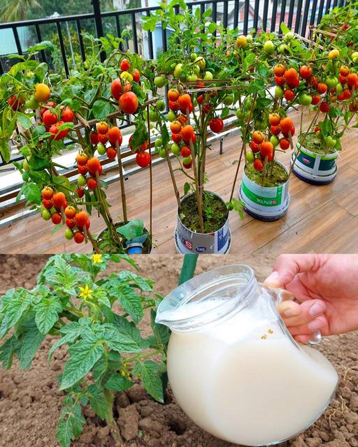 489838821 122154570494571086 8442207096844152152 N