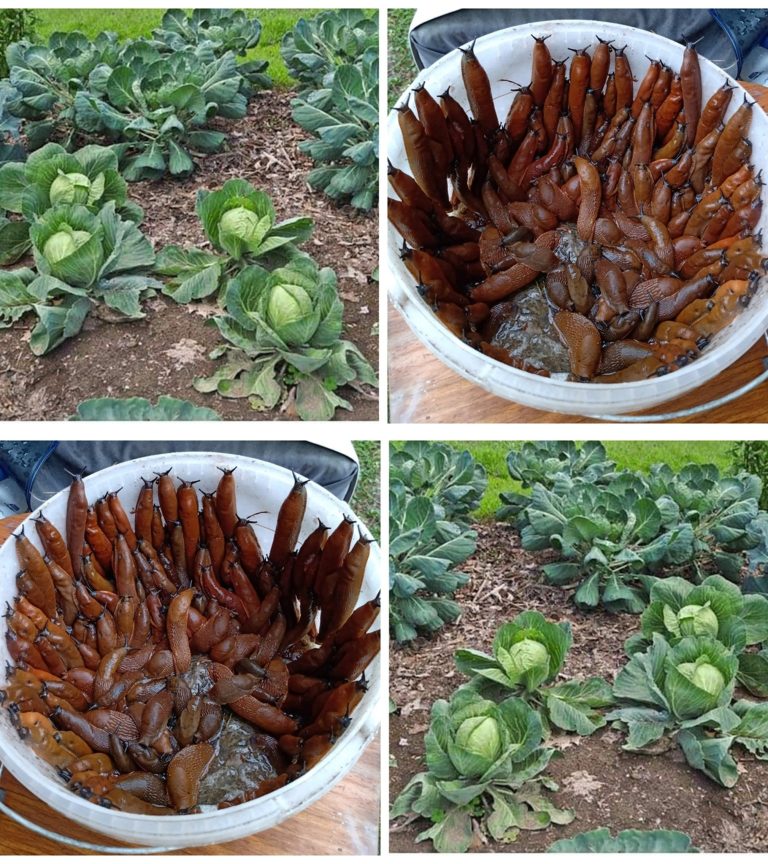 490346415 122186775434093586 2510615310688872097 N