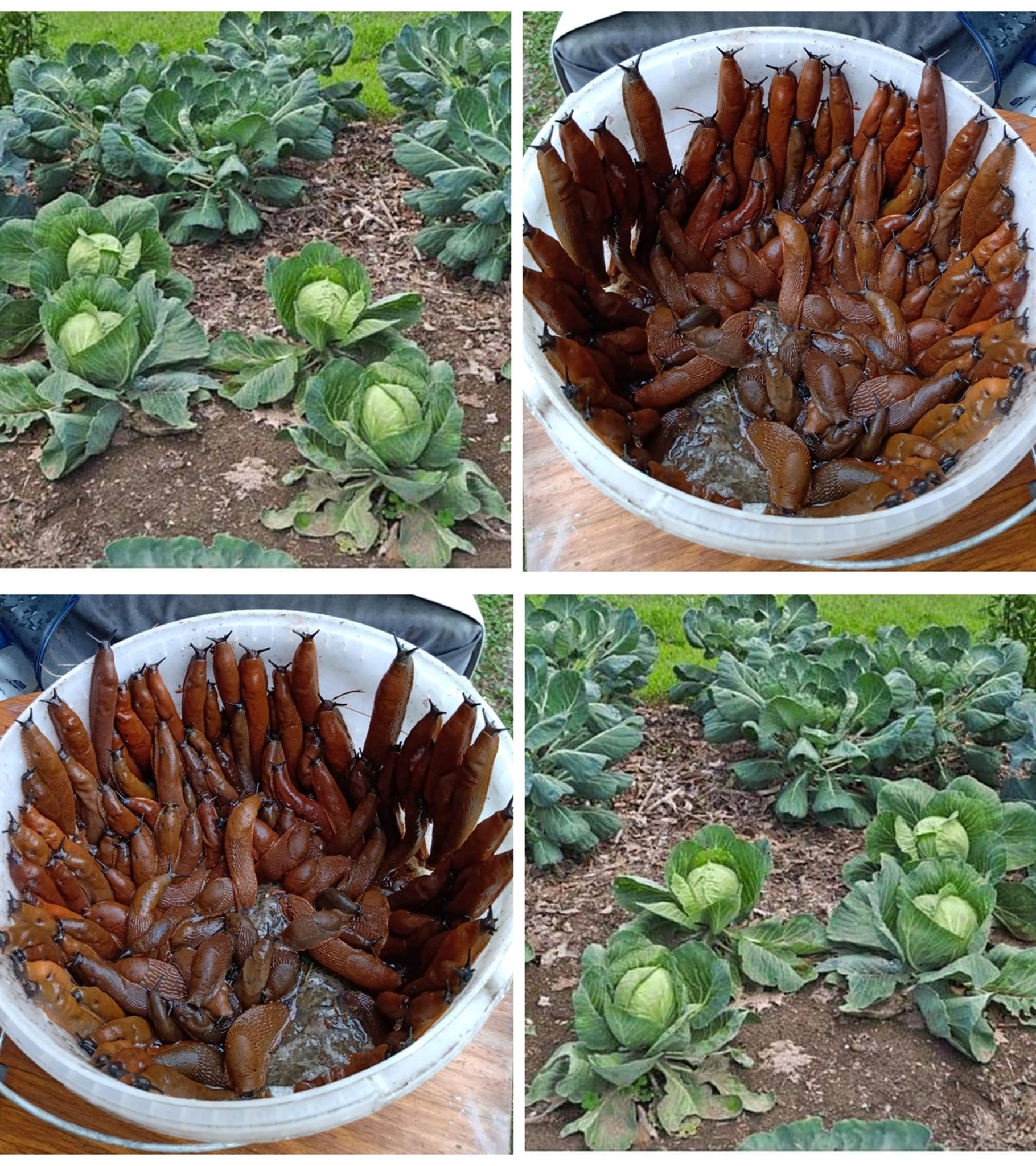 490346415 122186775434093586 2510615310688872097 N