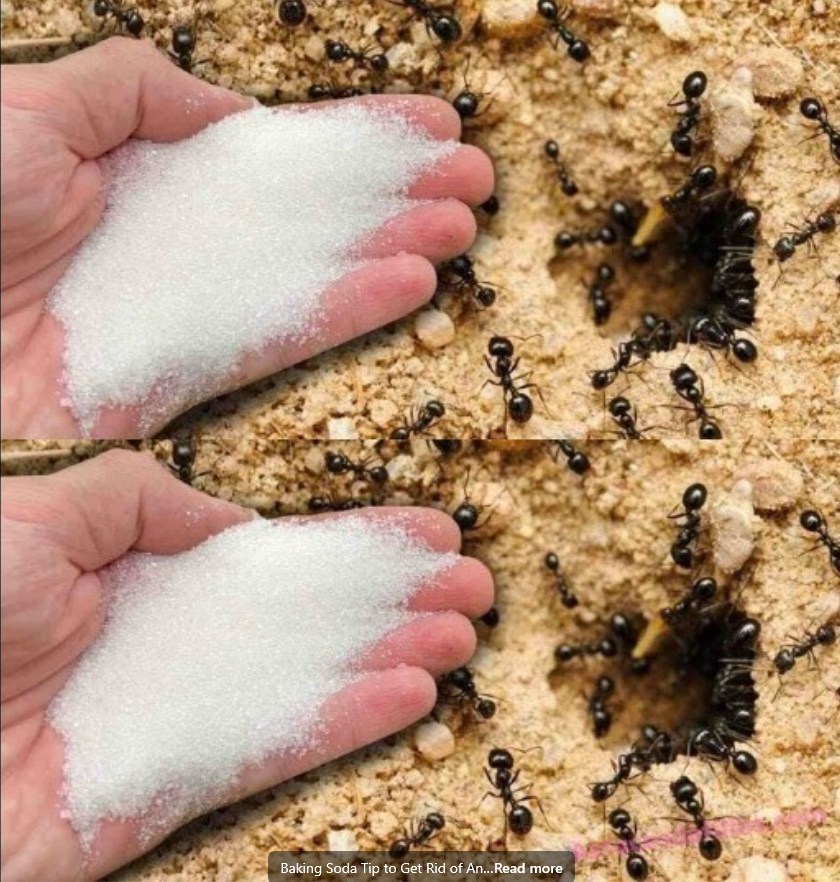 491368683 122126369108707054 6305177859077212828 N