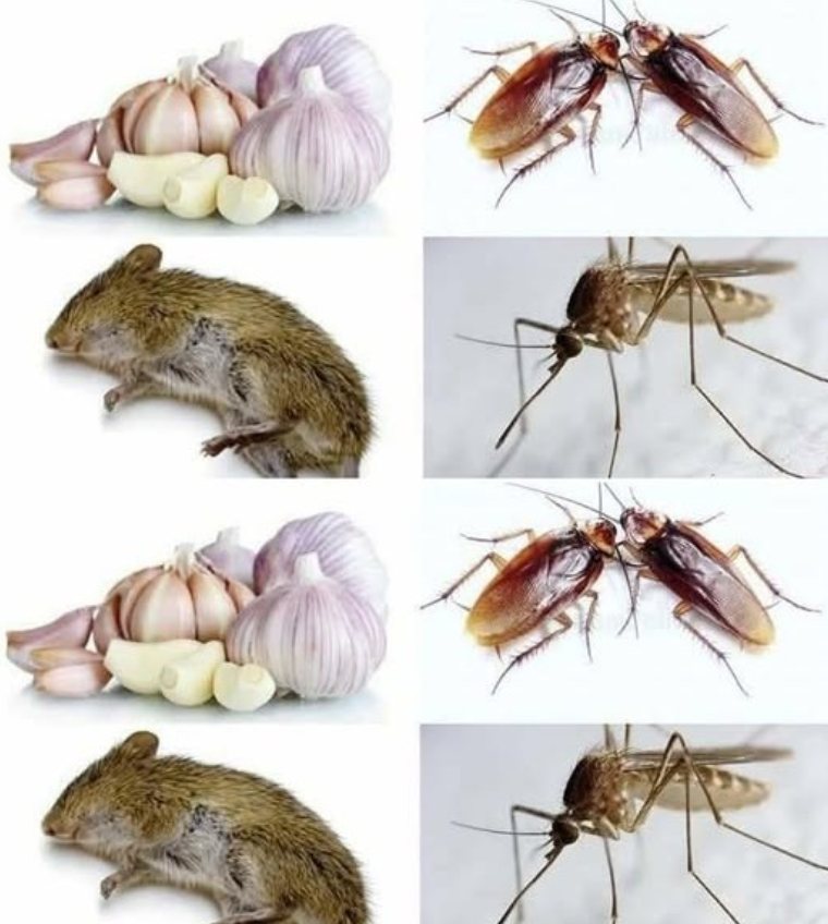 491576413 122125874180707054 4136425598600033411 N