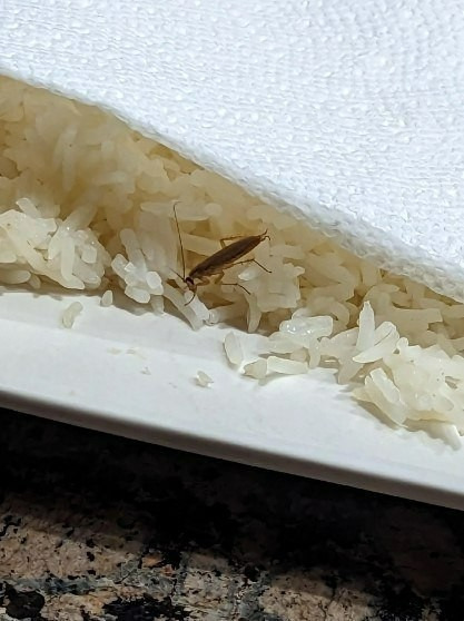 491822702 1899267027510807 1541268926775031151 N