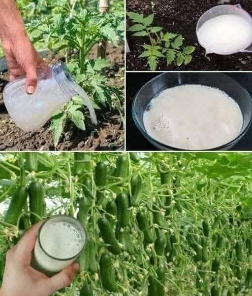 491887752 2732765236924502 1575279812072372879 N 512x600