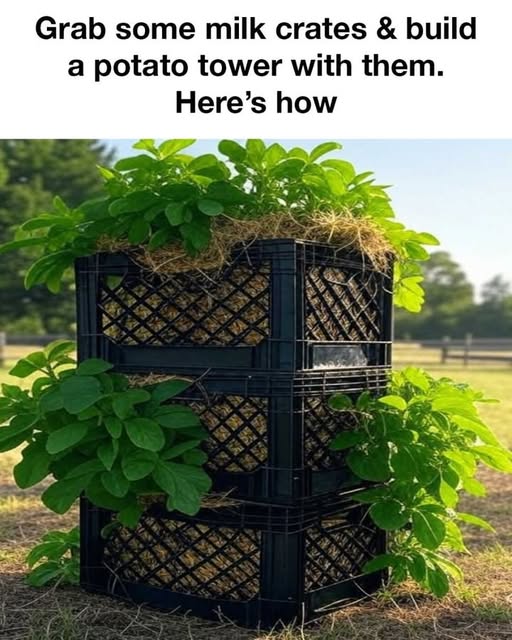 491936743 1096571902504330 4774013540700172031 N 1