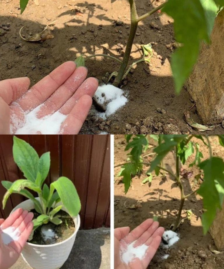 491982567 122230419638196112 7175904934804309158 N