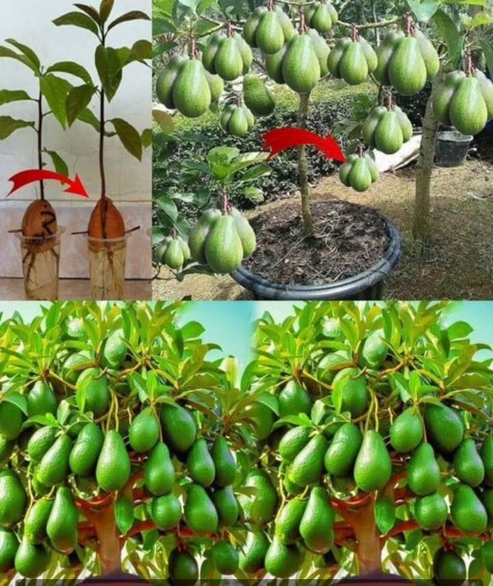 492069893 122130223418699587 1436120162316141512 N