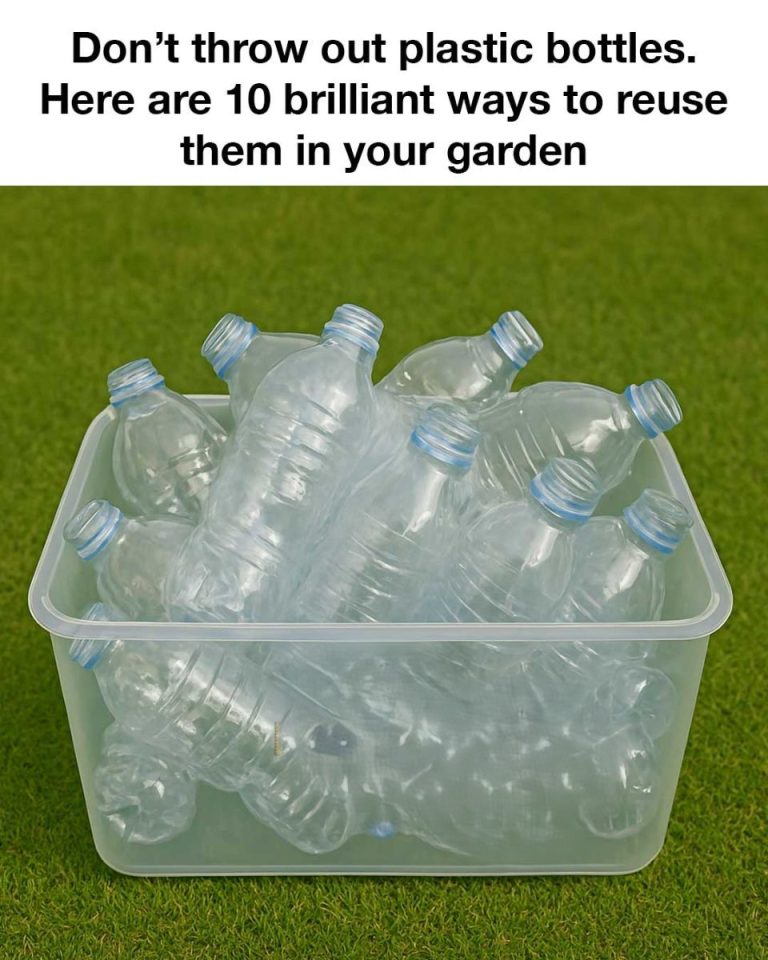 492084530 1154230036501573 6893517750672900598 N