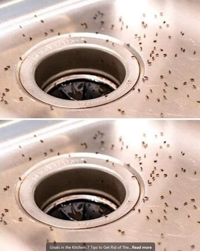 492104608 122125670258697098 6913106464411662285 N