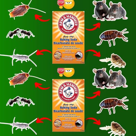 492332019 122231221718196112 1120008991612860159 N