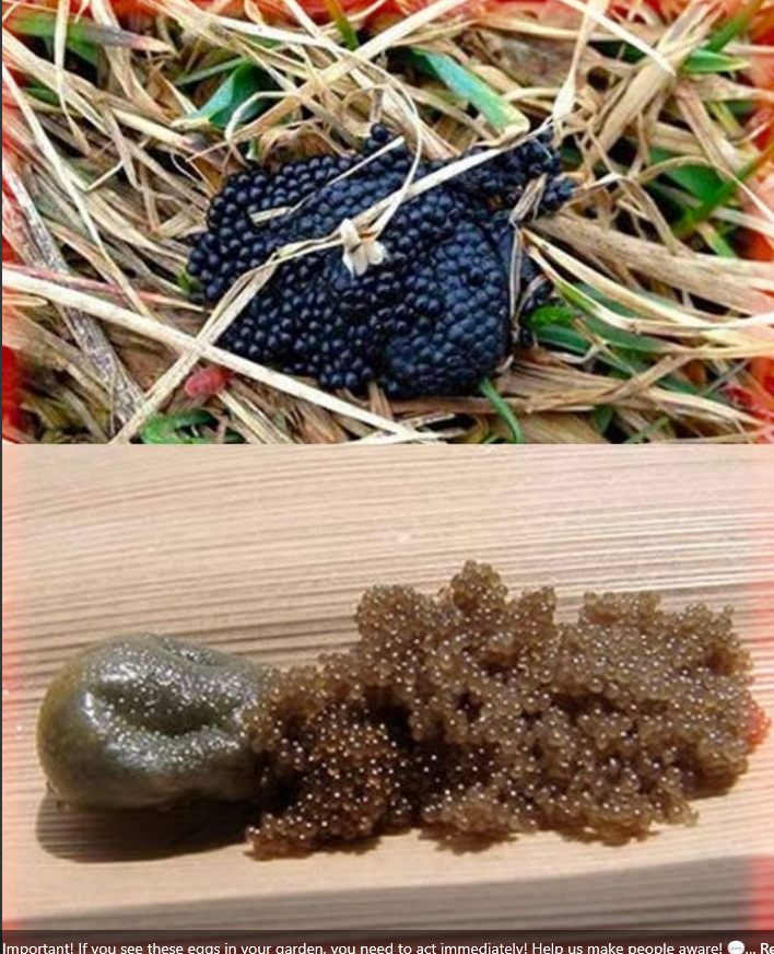 492373015 122131001600697295 3883194084155258088 N