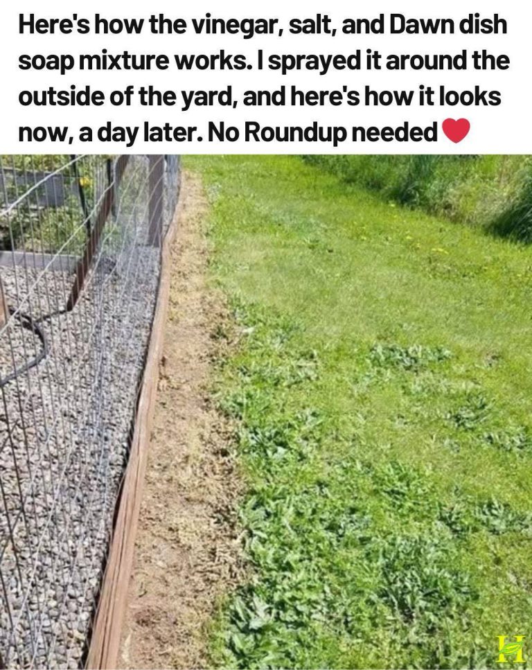 493288877 3901724673377267 5808605550604608897 N