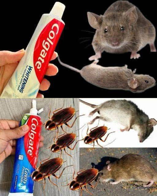 Toothpaste A Surprising Ally Against Cockroaches And Ants