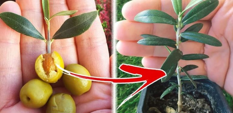 Xr:d:dafnbjpljbw:442,j:2501024857463880806,t:23082819