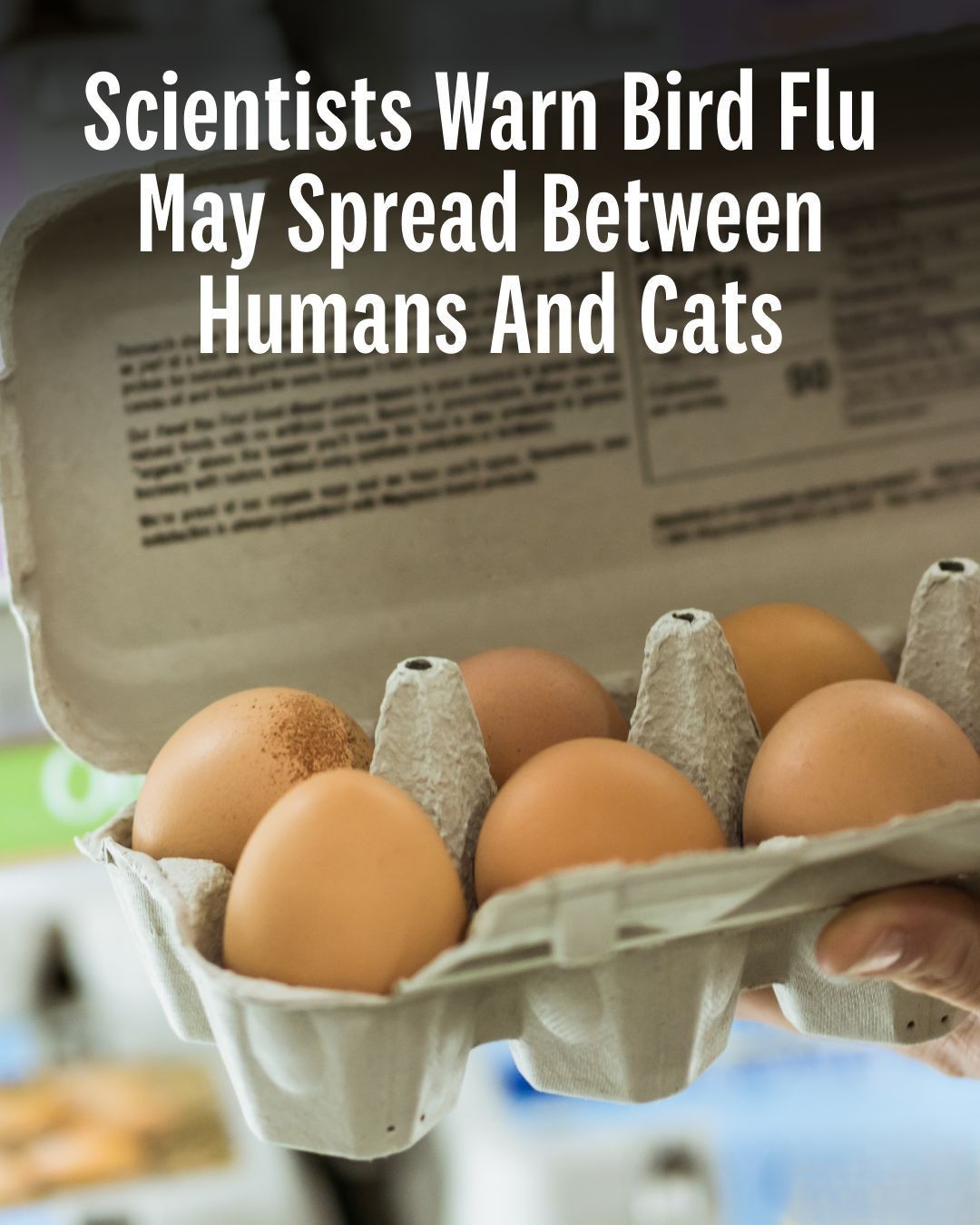 484555177 1035540155103924 2316748447916406422 N