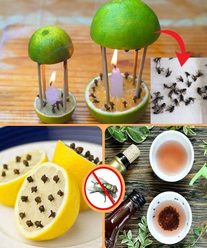 490098369 122278942040004068 1325460631665778629 N