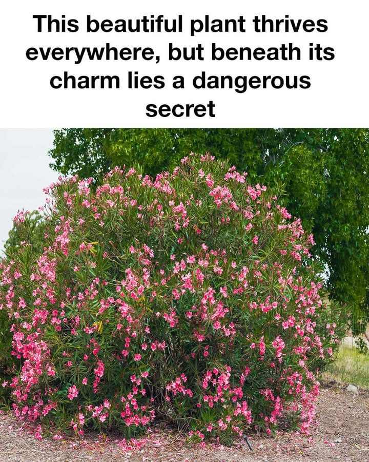 491440048 1200039621908997 598778346895962235 N