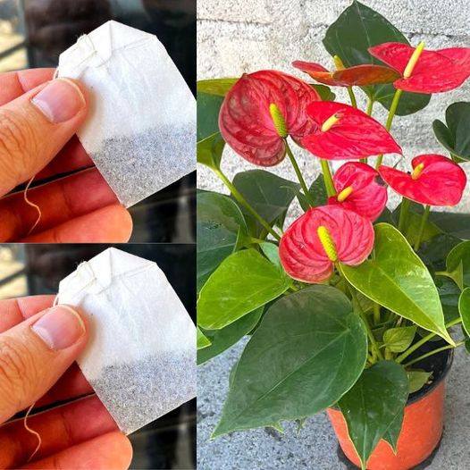 491936743 1096571902504330 4774013540700172031 N 49