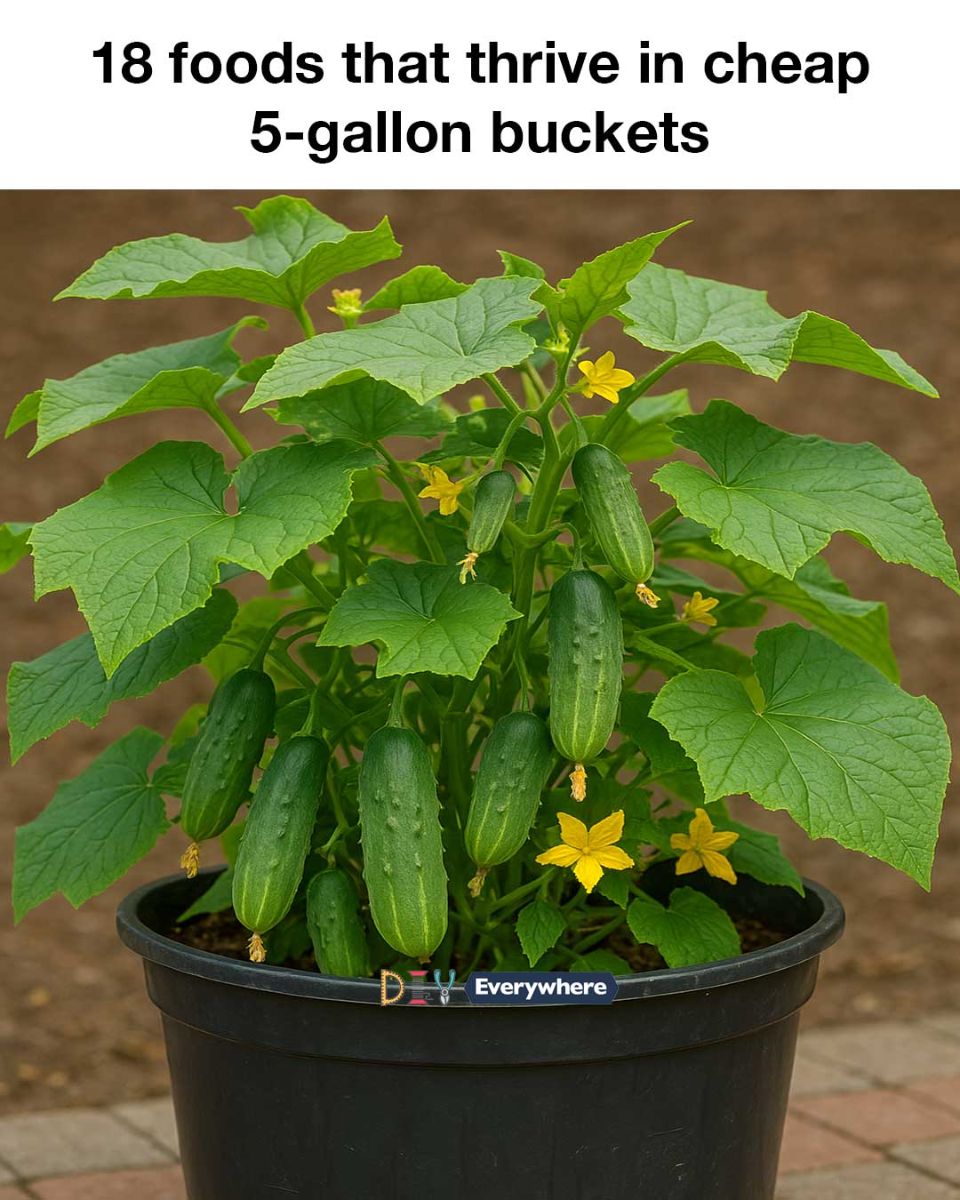 492197834 1151634970094413 8812333930881729159 N