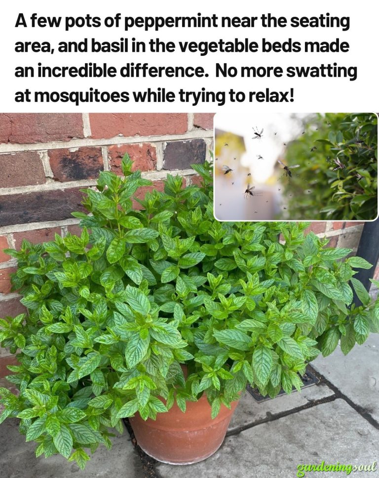 493495154 1611274022924368 8555908596805562614 N