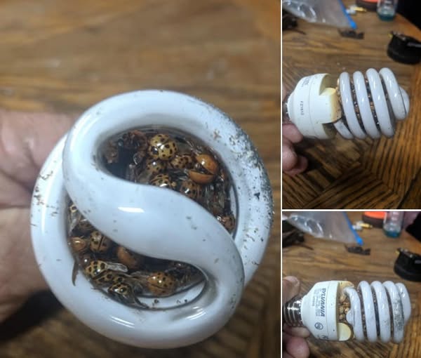 494156078 641212032215917 7441261266167860009 N