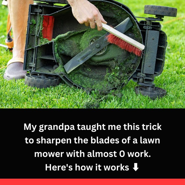 494643448 122153216612545182 588451334175979622 N