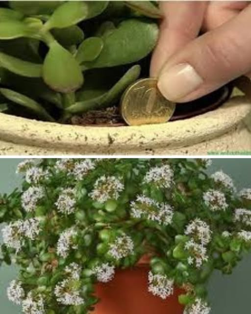 495005198 122130352298719780 3838576284357997457 N