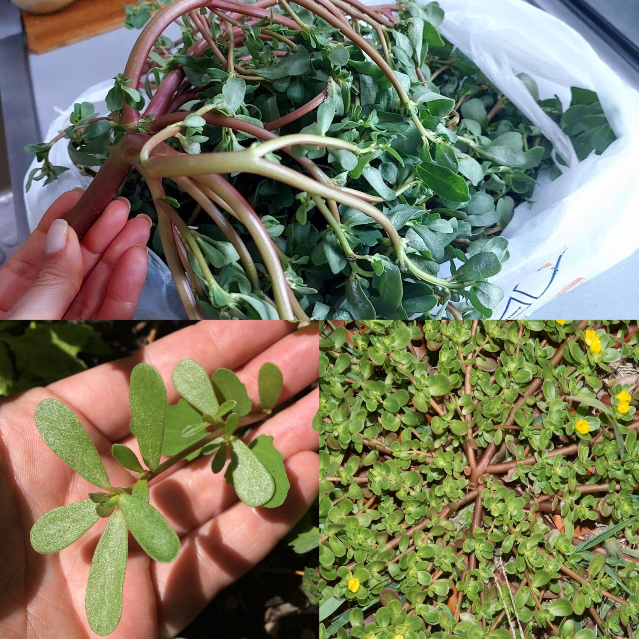 495016843 719149690674240 2497788444671764804 N