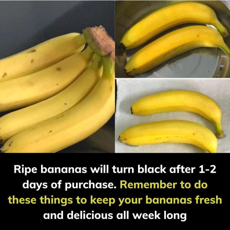 495194338 1008822264694435 2410843403344188971 N