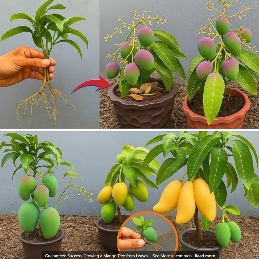 495570004 122132684486687801 7586896004865159726 N