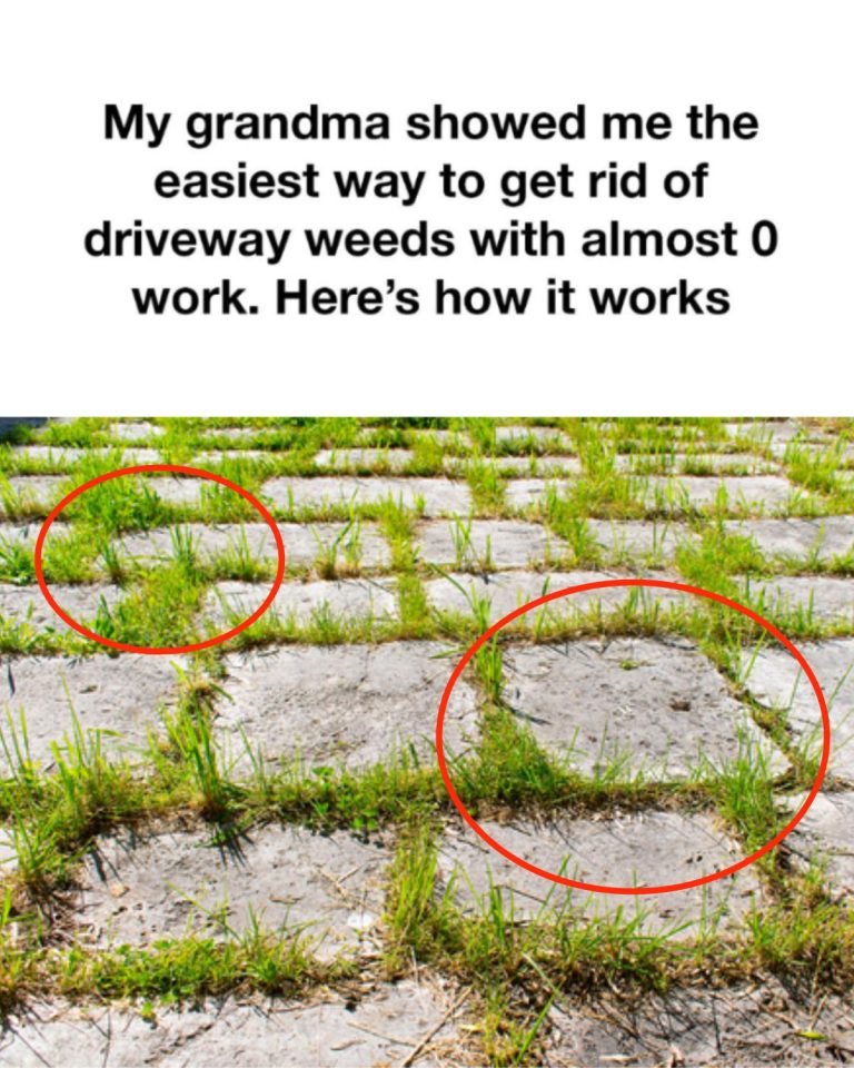 495833853 1128884452600948 1863512139877594668 N