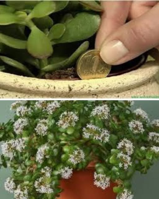 496056664 122221172840157478 4086809653908571208 N