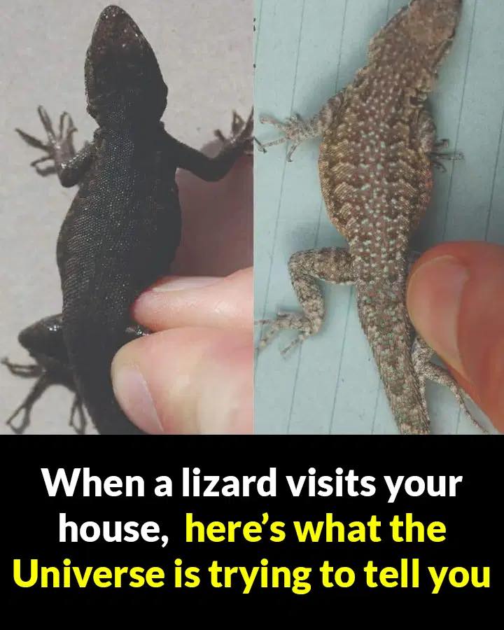 Did You Know When A Lizard Visits Your House Its A Sign