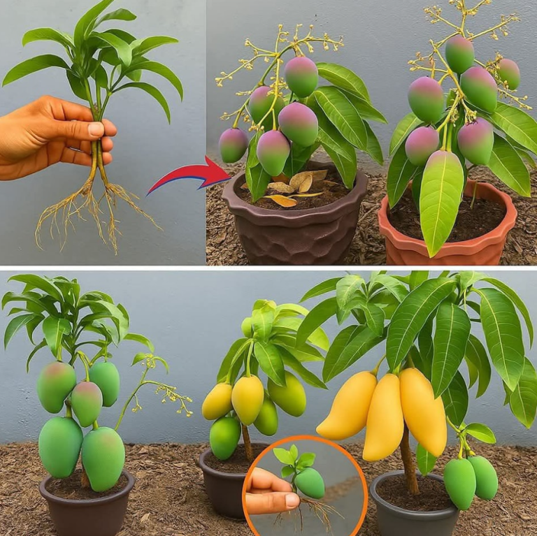 Screenshot 2025 05 06 004755