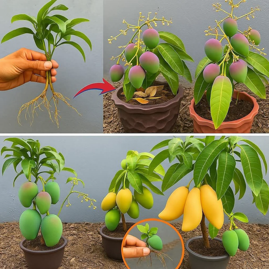 Screenshot 2025 05 06 004755