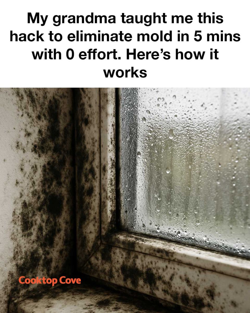 502684562 1135700755267970 8634593417387330816 N