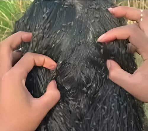 508839260 1284556269729736 7276040852544119862 N E1750994684238