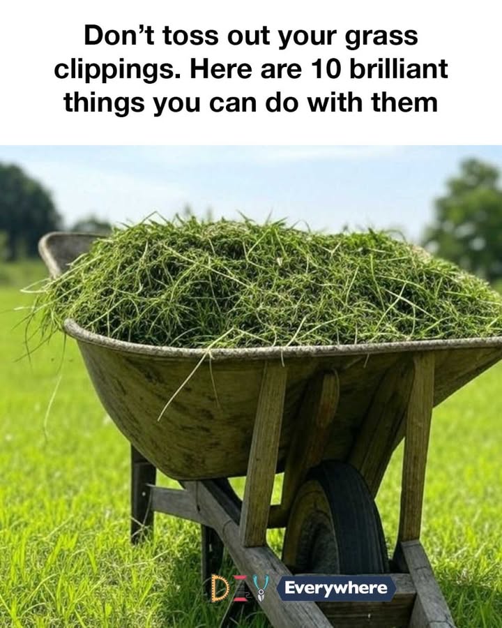 499733344 1174447741146469 7608184150267801632 N