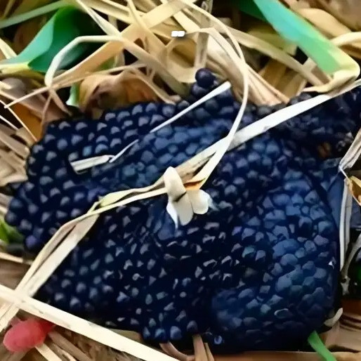 515505555 122138228864783242 6913736266855125536 N