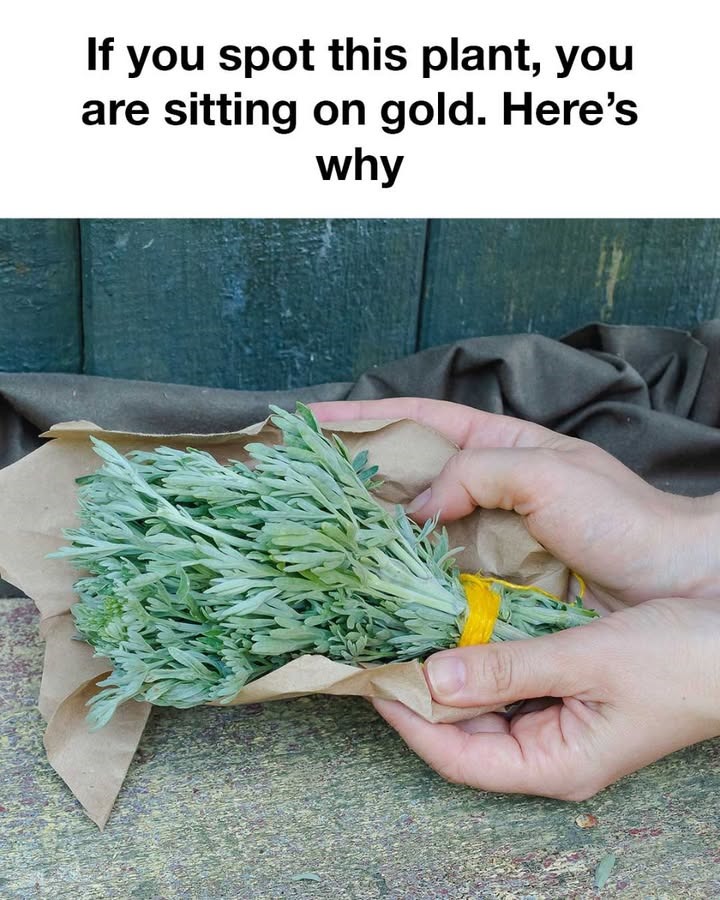 96 21