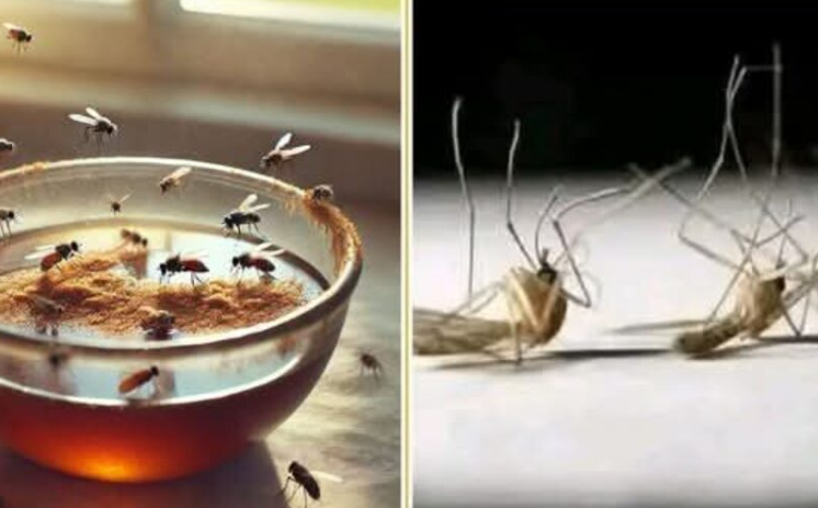 Never See Flies And Mosquitoes In Your House Again – A Simple And Effective Homemade Trap