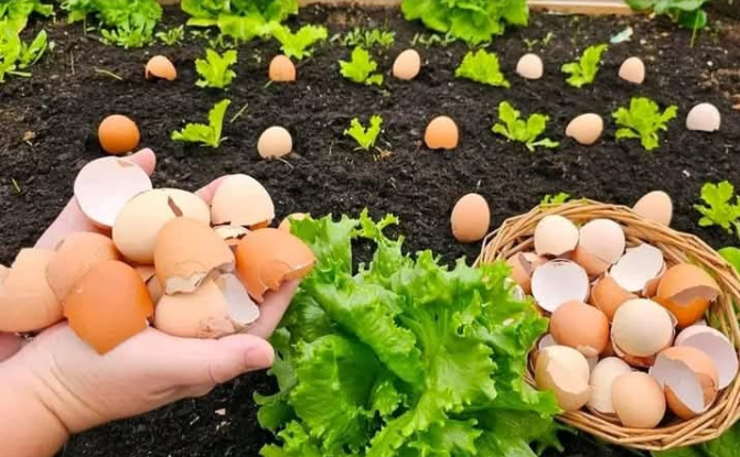 Using Eggshells For Tomatoes For Bumper Harvest