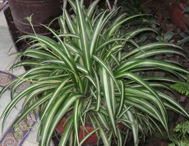 Image 9