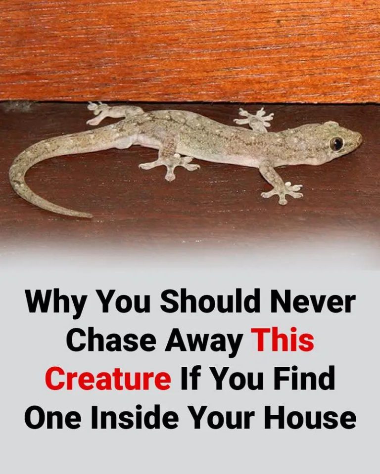 66 7